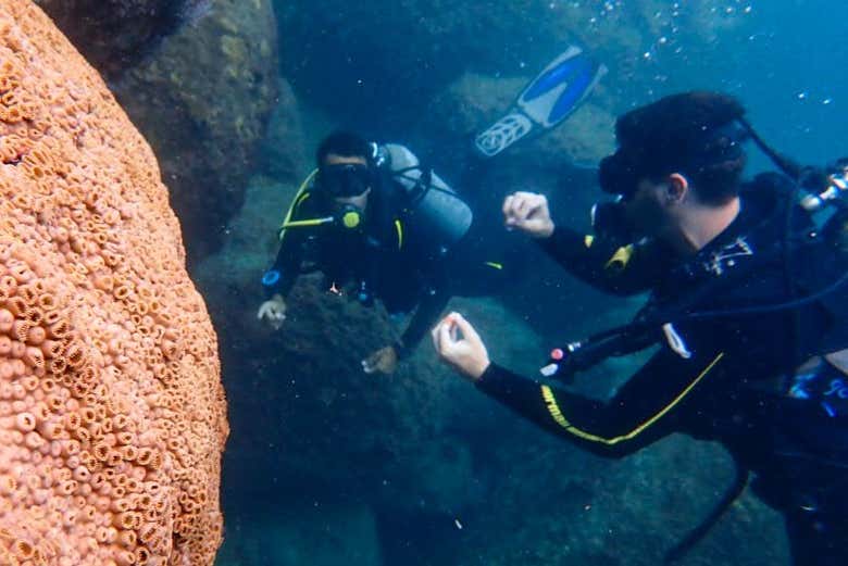 Curso De Mergulho NAUI Open Water Em Ilhabela Civitatis Brasil