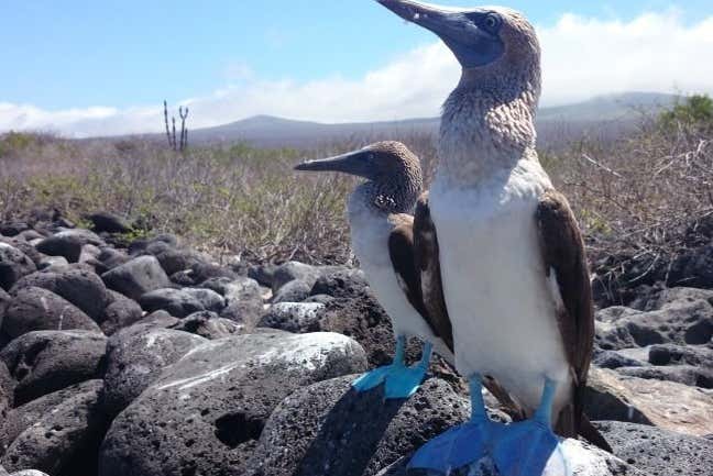 Escursione A Isla Lobos Snorkeling Dall Isola Di San Crist Bal Isola