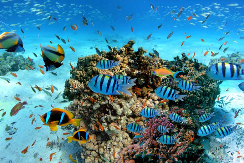 Giftun Island Snorkelling Hurghada