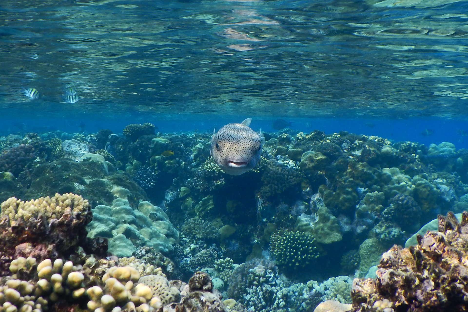 Snorkeling In Qulaan Islands From Marsa Alam Civitatis