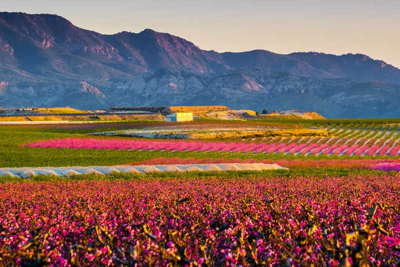 Tour de la floración de Cieza Reserva online en Civitatis