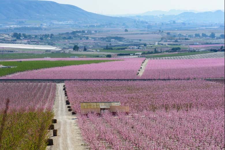 Tour Del Melocot N De Cieza Reserva Online En Civitatis