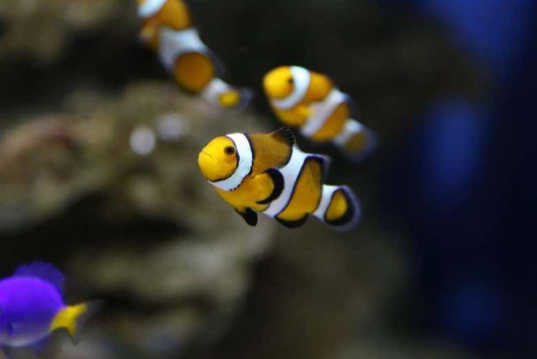 Buceo Con Tiburones En El Aquarium De Costa Teguise Civitatis