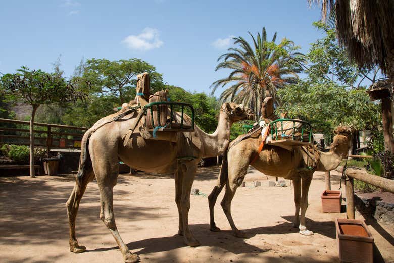 Entrada A Oasis Wildlife Fuerteventura La Lajita Civitatis