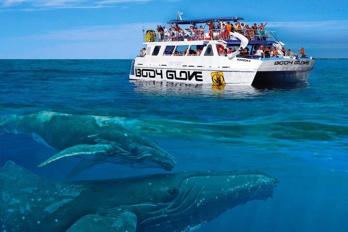 Avistamiento De Ballenas Jorobadas En Kailua Kona Isla De Hawaii