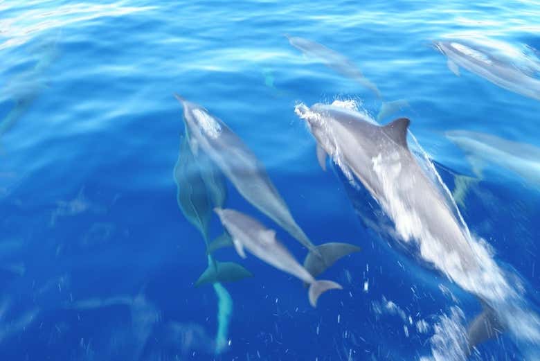 Snorkel Y Avistamiento De Delfines En Lanai Desde Lahaina Maui