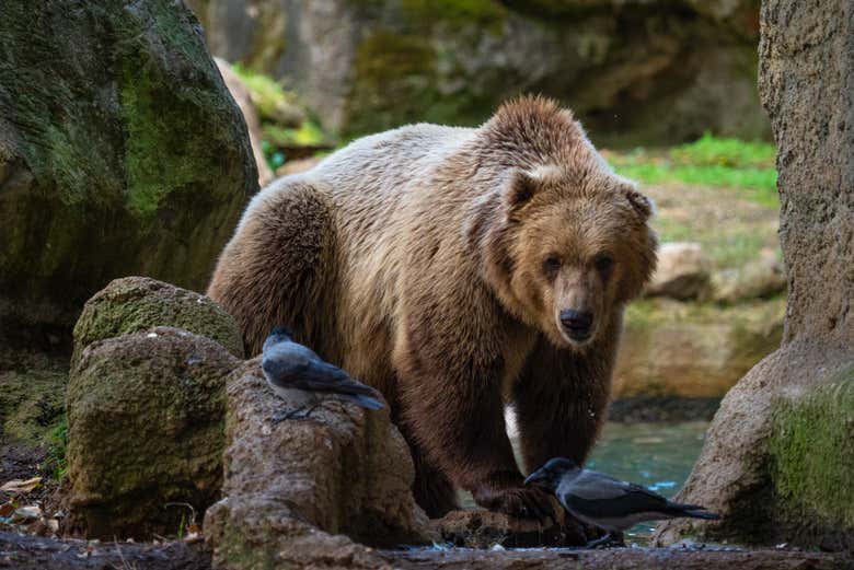 Biglietti Per Il Bioparco Di Roma Prenotazione A Civitatis