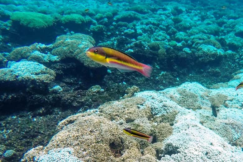 Snorkel en las bahías de Huatulco Civitatis México