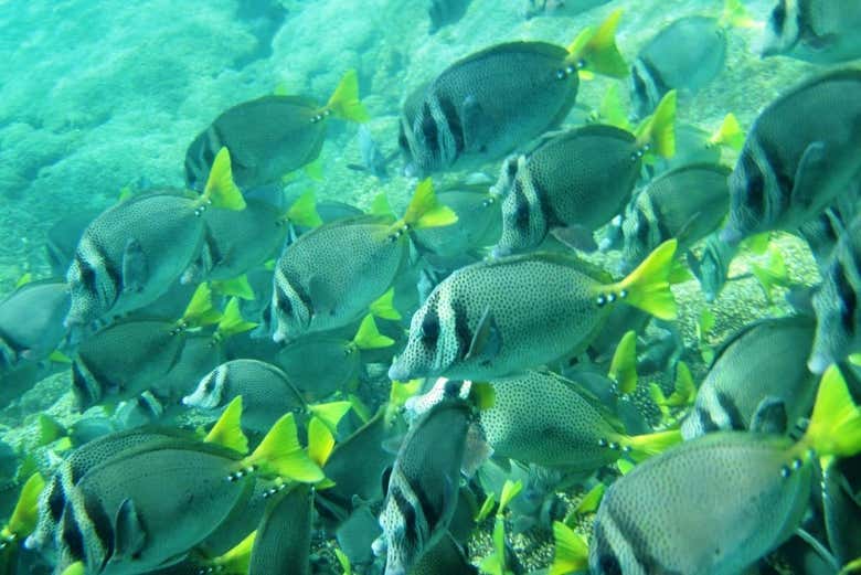 Copalita River Rafting Snorkel Huatulco