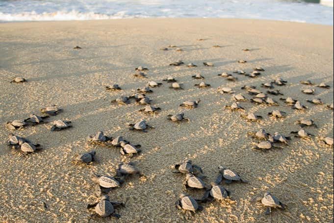 Liberación de tortugas en Los Cabos Reserva en Civitatis