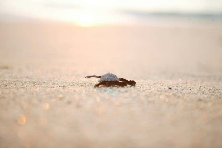 Liberaci N De Tortugas En Los Cabos Reserva En Civitatis