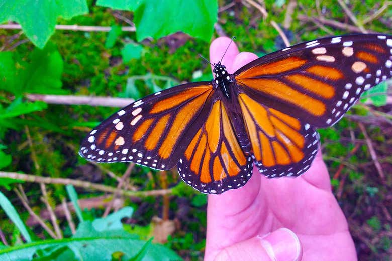 Excursión al Santuario de la Mariposa Monarca desde Valle de Bravo