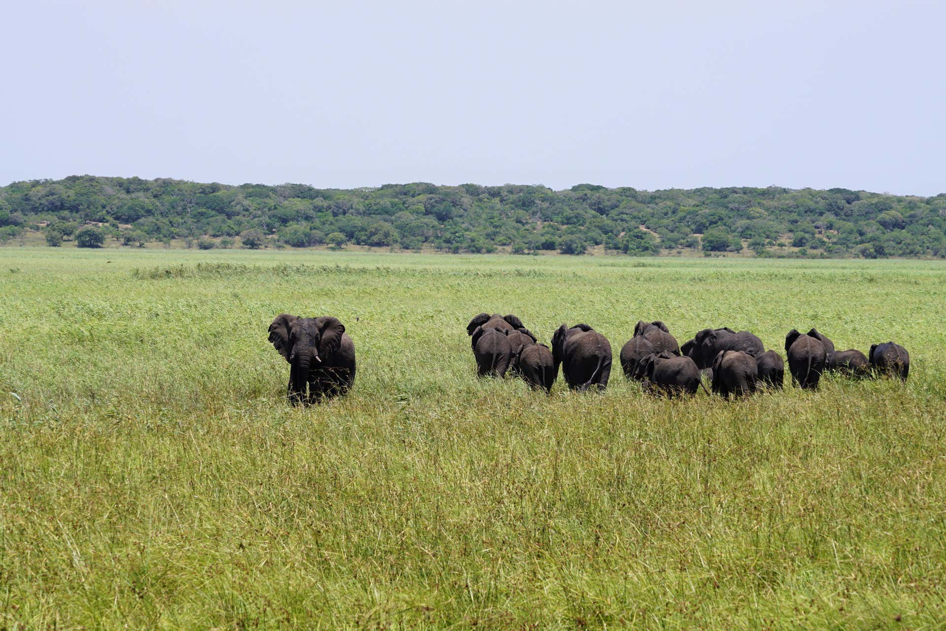 Safari Nella Riserva Speciale Di Maputo Civitatis