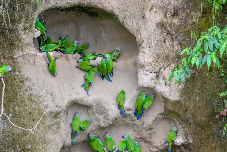 Excursi N A Una Collpa De Loros Y Guacamayos Desde Puerto Maldonado