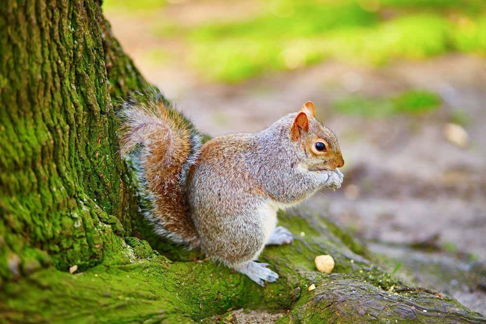 Gros plan sur un écureuil mangeant une noisette au pied d'un arbre