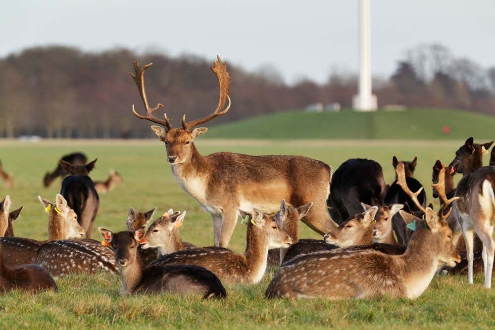 Groupe de cerfs dans un parc avec un obélisque en arrière-plan