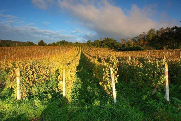 Viñedos en la zona de Modra