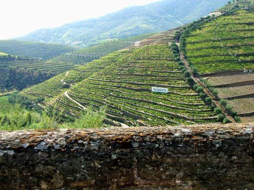 Viñedos en las terrazas del Valle del Duero