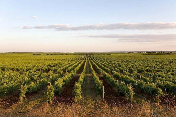 Viñedos de la bodega Herdade do Esporão