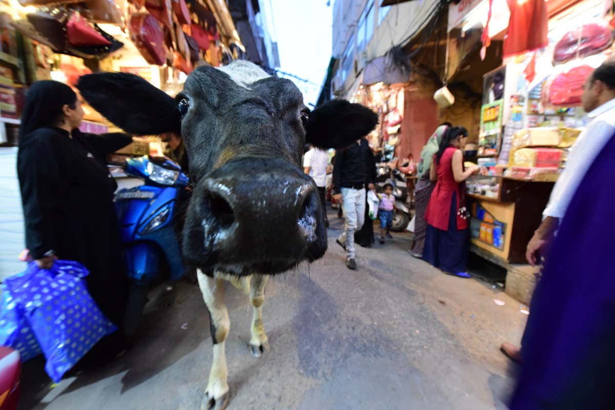 Que voir à Jaipur, la capitale du Rajasthan