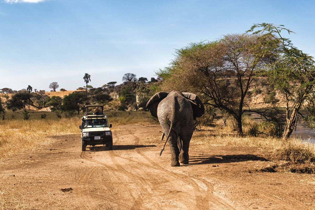 Parc national du Serengeti en Tanzanie