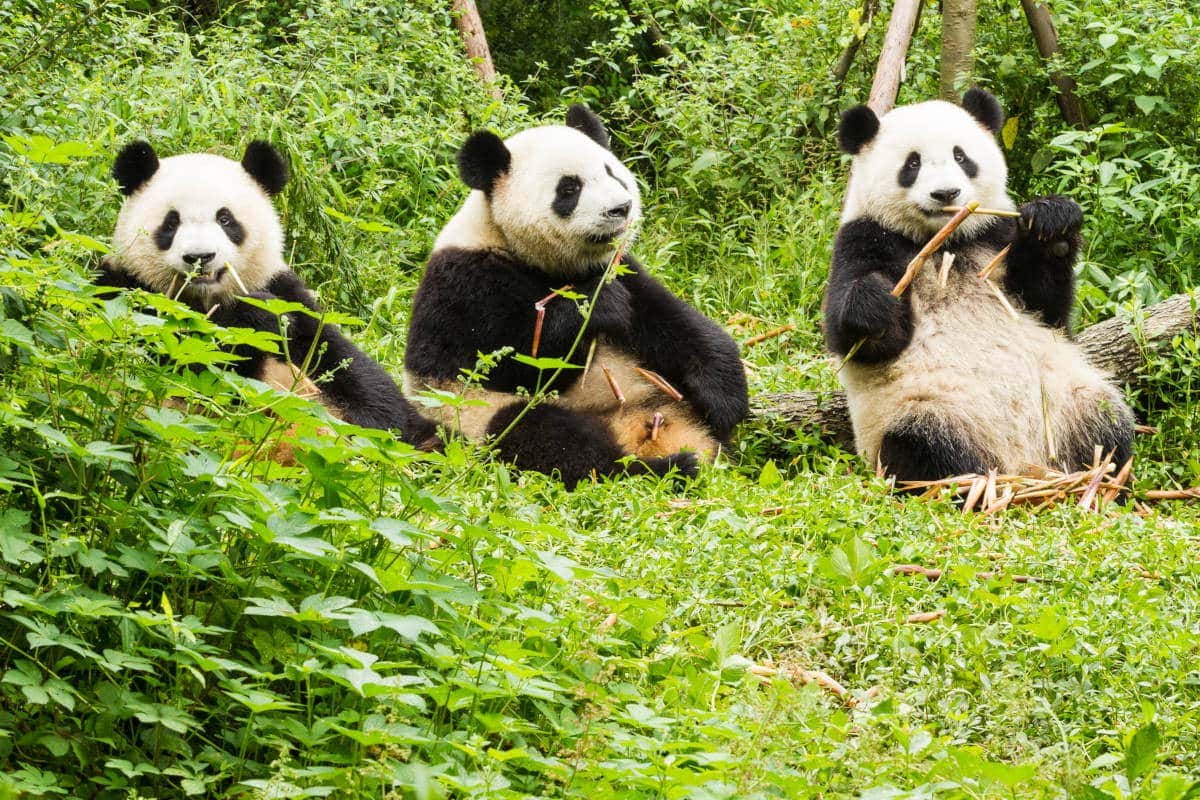 Tres osos panda comiendo palos de bambú