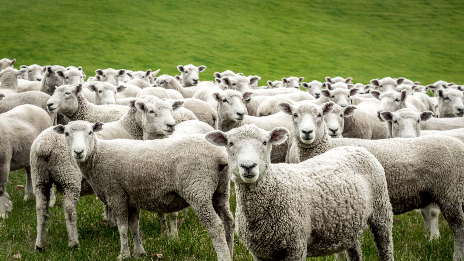 Un gran rebaño de ovejas en los campos verdes de Nueva Zelanda