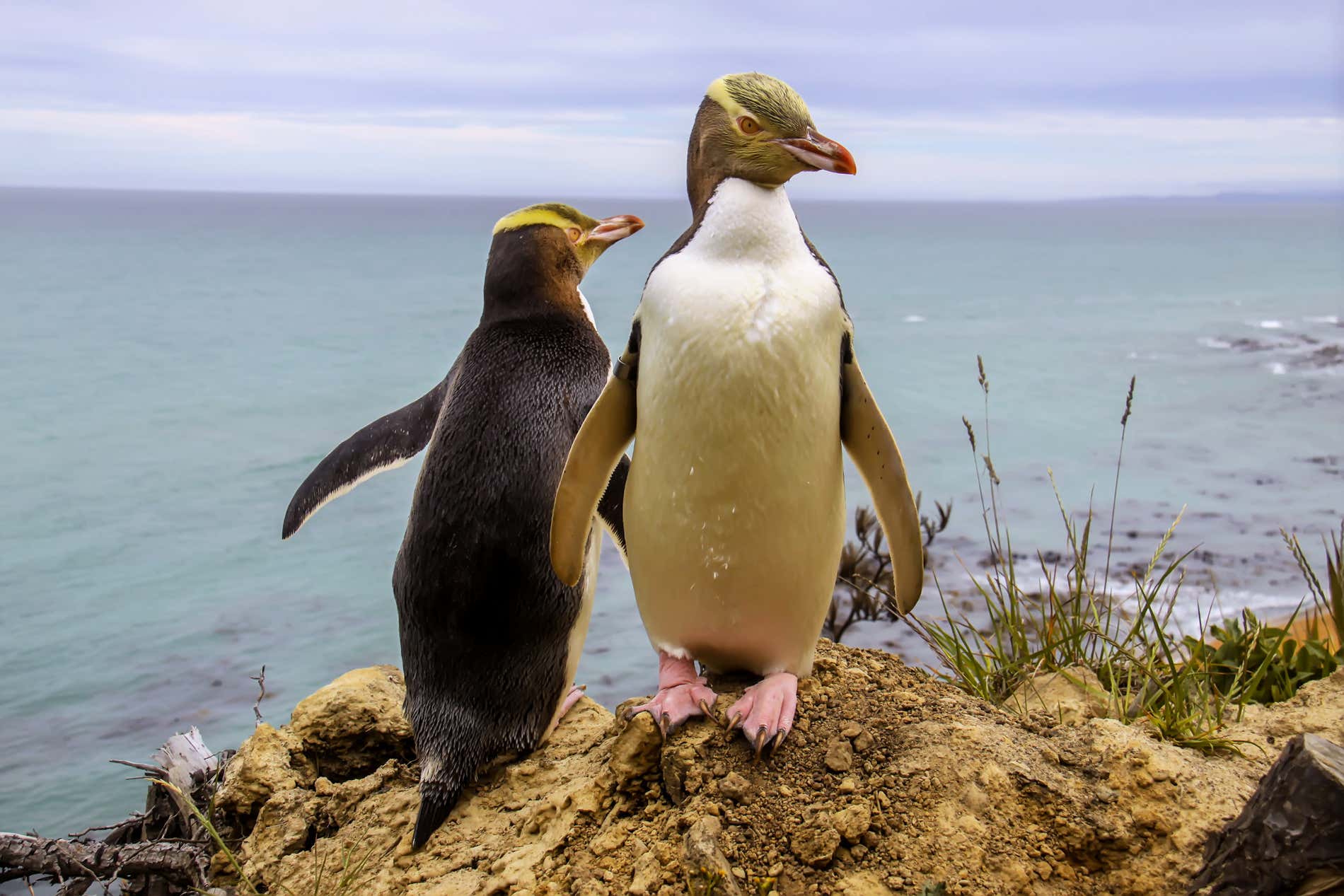 Dos pingüinos Fiordland en el filo de un acantilado al mar