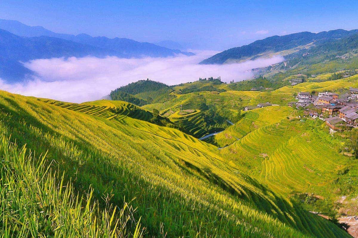 Panorámica de los campos de arroz chino