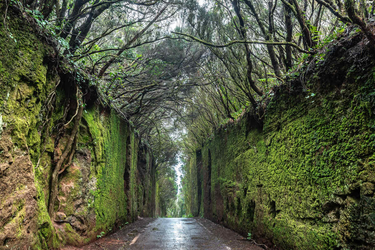 A road in Tenerife flanked by two stone walls full of lush vegetation.