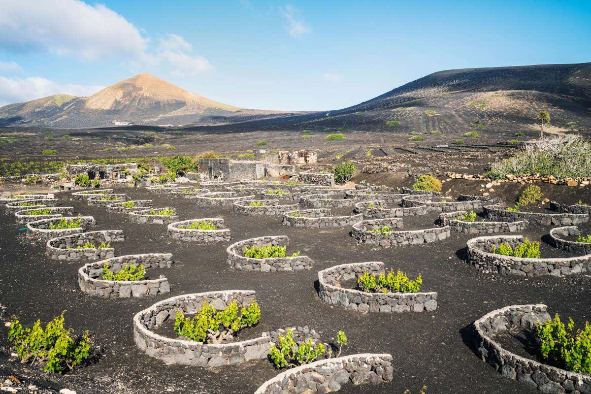 Viñedos de La Geria en Lanzarote