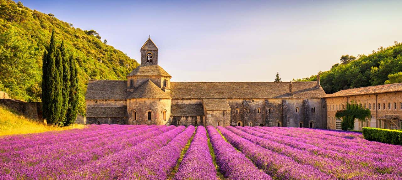 Champ de lavande devant une vieille bâtisse provençale sous un ciel bleu et dégagé