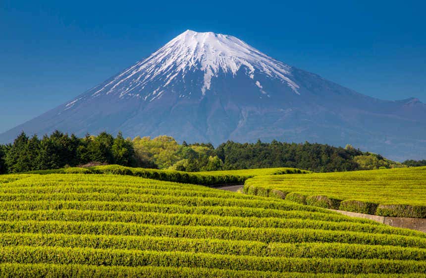 Campos de chá sob o Monte Fuji com o topo nevado