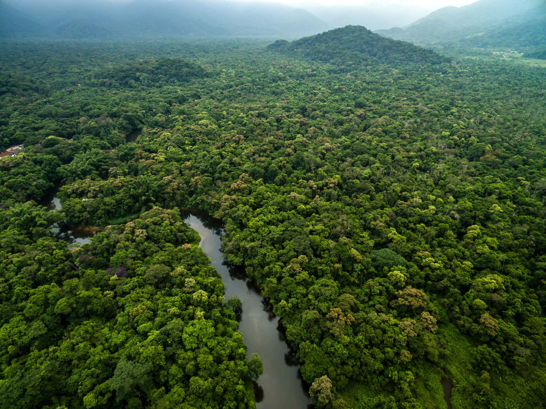 amazon forest plants