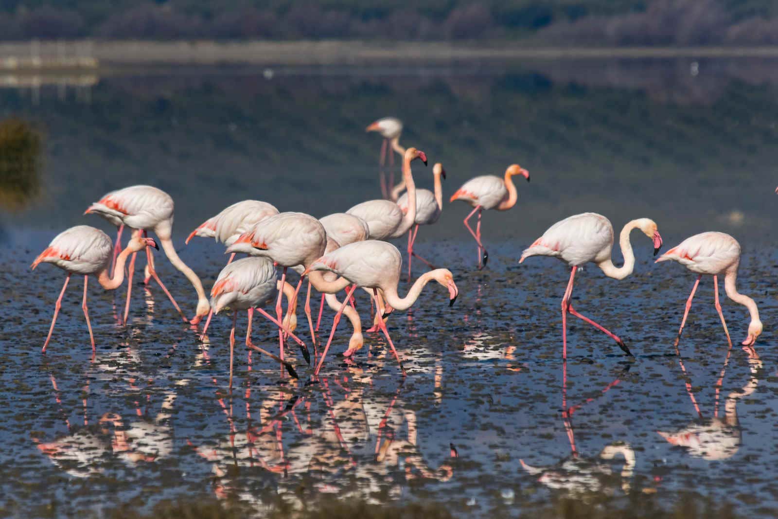 Flamencos en la laguna Fuente de Piedra, en Málaga