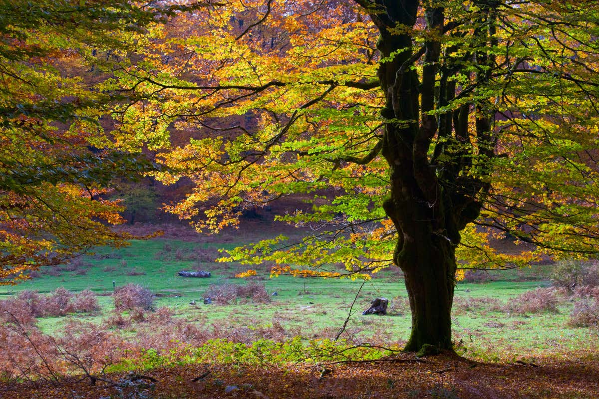 Bosque Mágico de urbasa-Andía, en Navarra. 