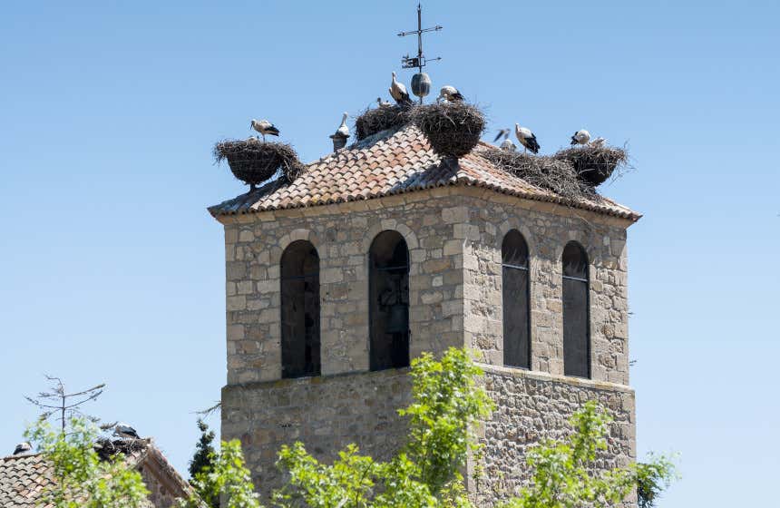 Nidos y varias familias de cigüeñas en la torre de una iglesia de piedra en Soto del Real.