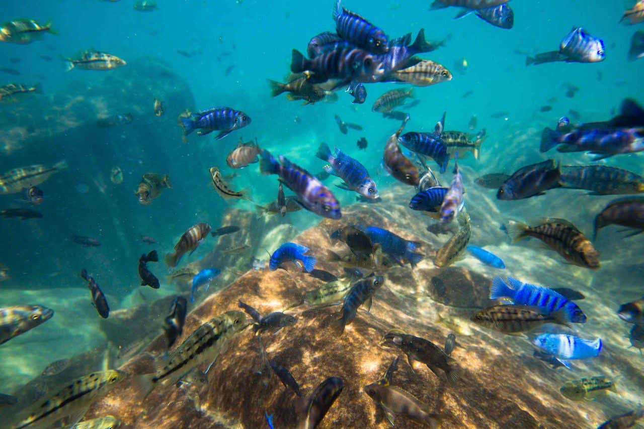 Vista submarina del lago Malaui y su gran biodiversidad