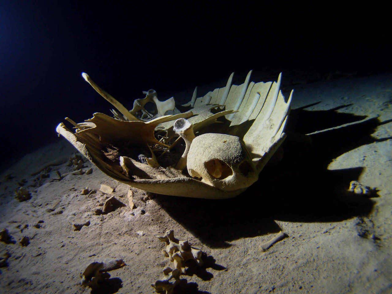 Esqueleto en el cementerio de tortugas de Sipadan, uno de los 10 mejores lugares del mundo para bucear