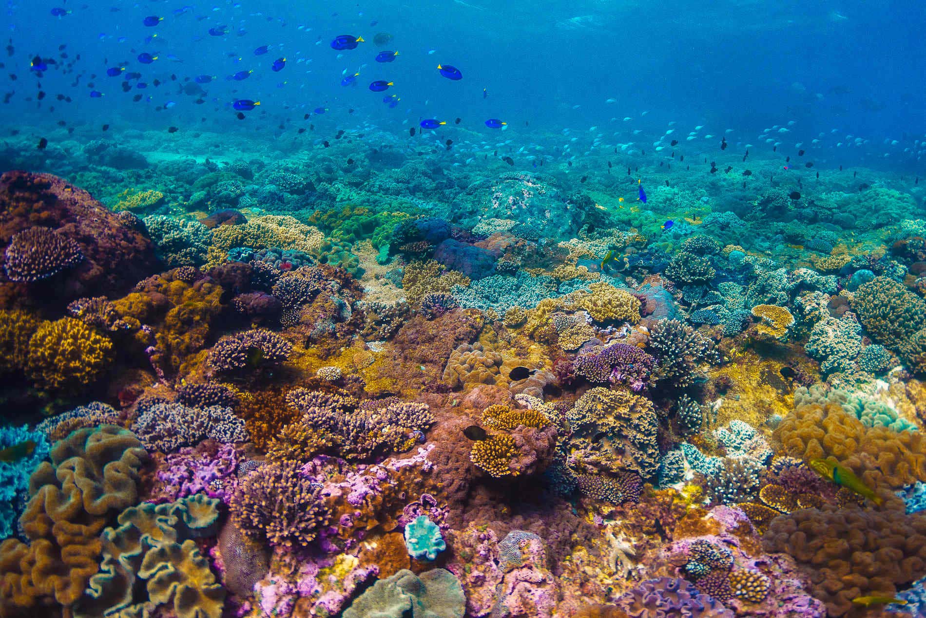 Scorcio della Grande Barriera Corallina, con tanti coralli di diversi colori e piccoli banchi di pesci sullo sfondo