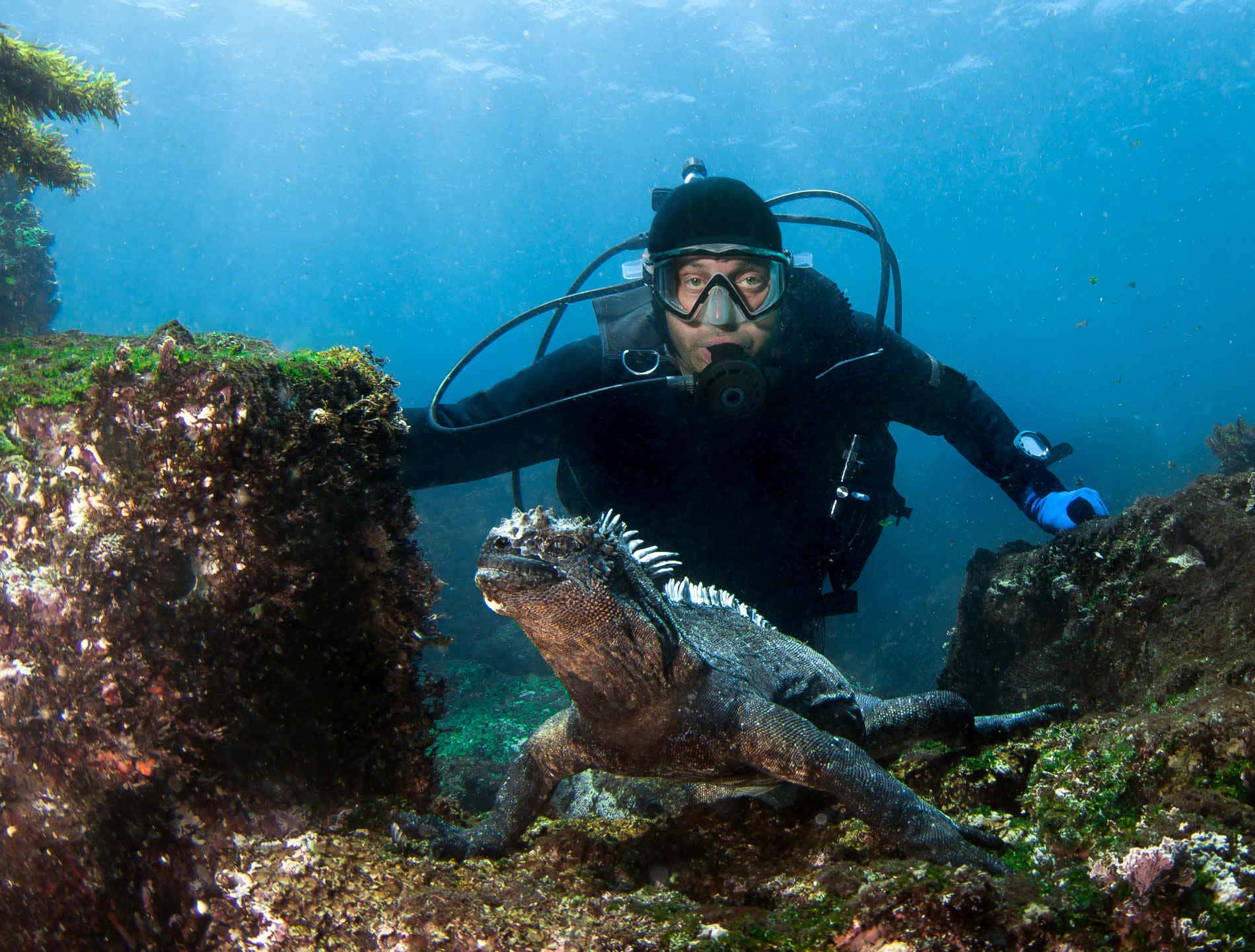 Un uomo in tuta da sub in posa alle spalle di un'iguana marina sul fondale delle isole Galapagos