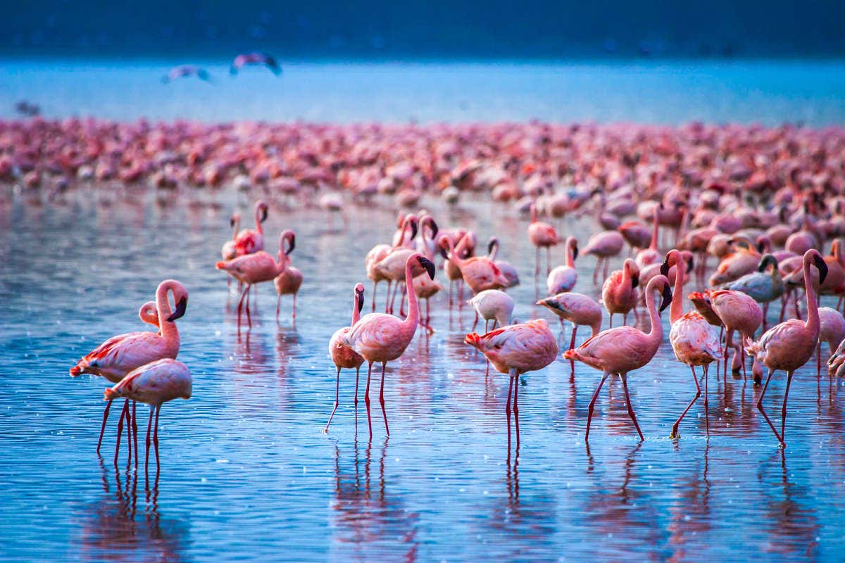 Numerosi fenicotteri rosa che camminano nella acque del lago Nakuru in Kenya.