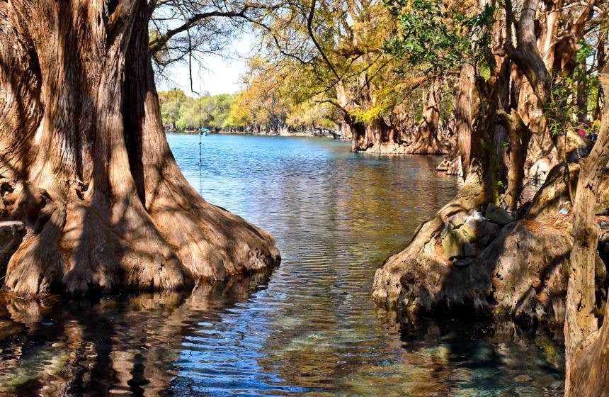 El lago de Camécuaro y sus imponentes ahuehuetes