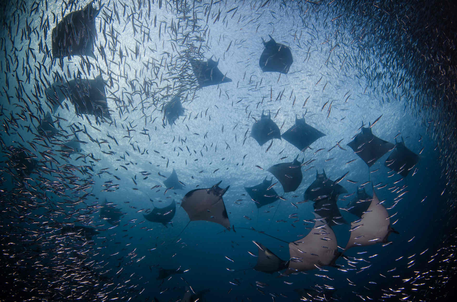 Vista subacquea di un gruppo di mante che nuotano nelle acque dell'arcipelago di Raja Ampat, in Indonesia, circondate da una miriade di piccoli pesci