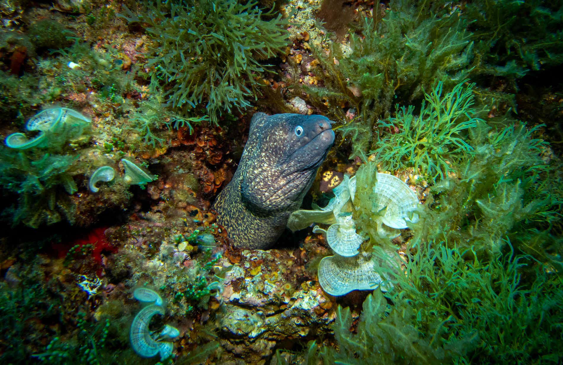 Una murena fa capolino da una roccia circondata da alghe e coralli multicolore nelle isole Hormigas