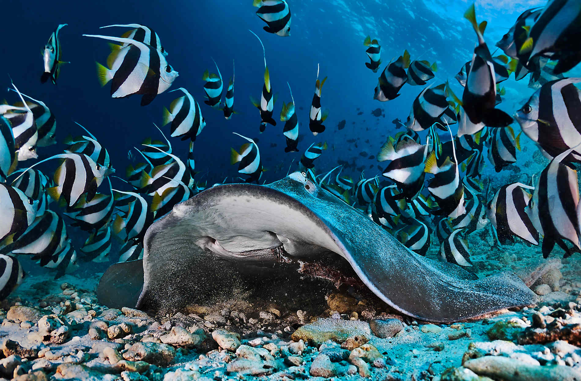 Una manta gigante scivola sul fondale a North Male, barriera corallina nelle Maldive, circondata da un banco di pesci colorati.