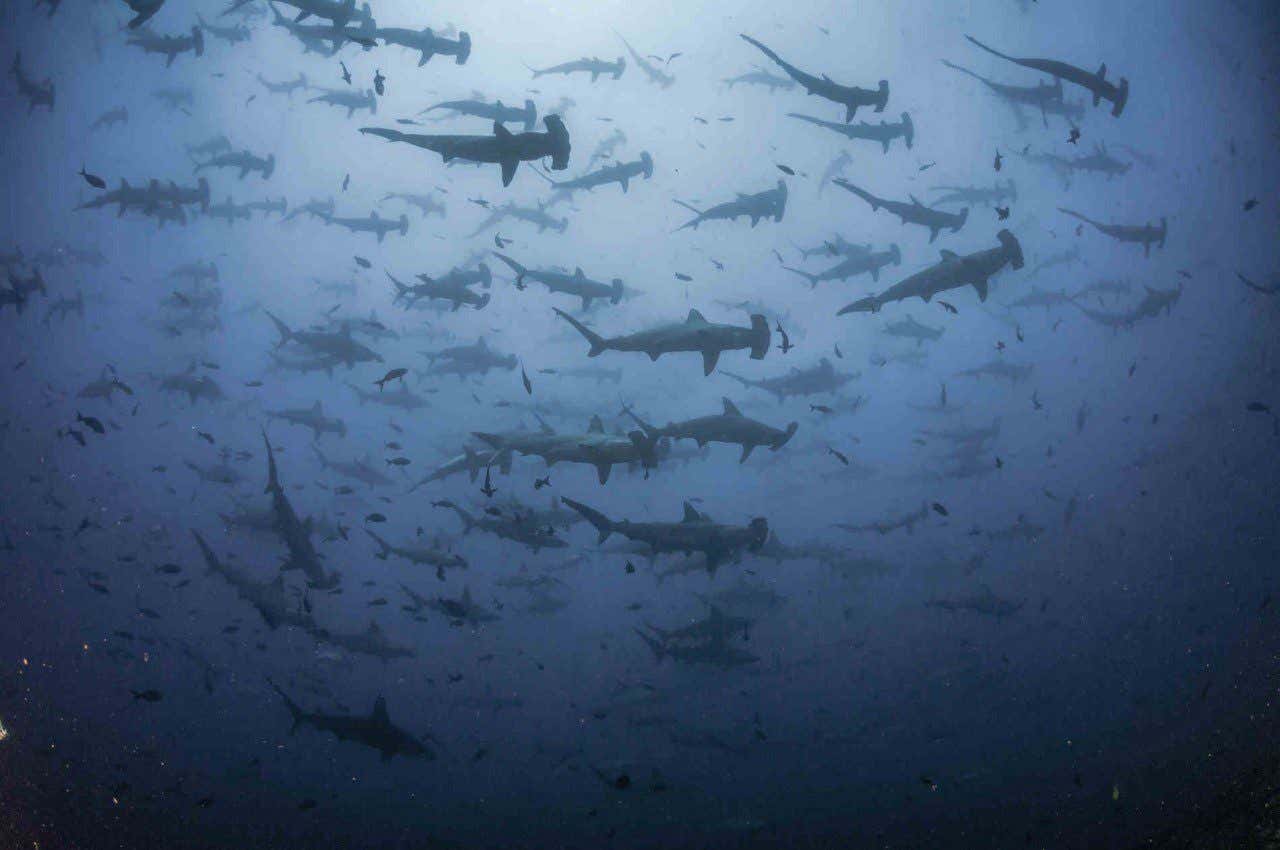 Cardumen de tiburones martillo en uno de los 10 mejores lugares del mundo para bucear, la isla de Coco