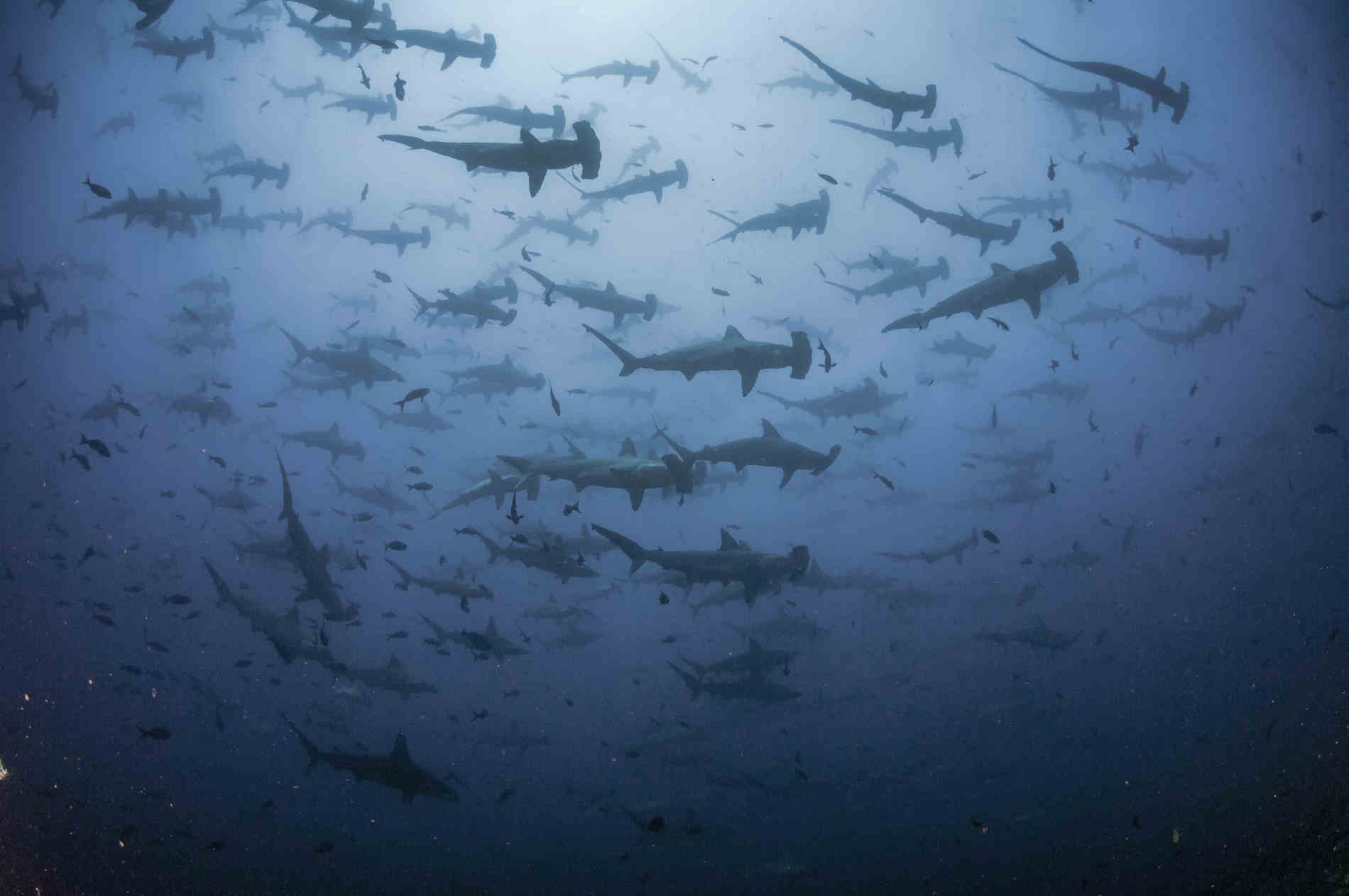 Foto subacquea di un folto gruppo di squali martello che nuota al largo dell'isola del Cocco, in Costa Rica