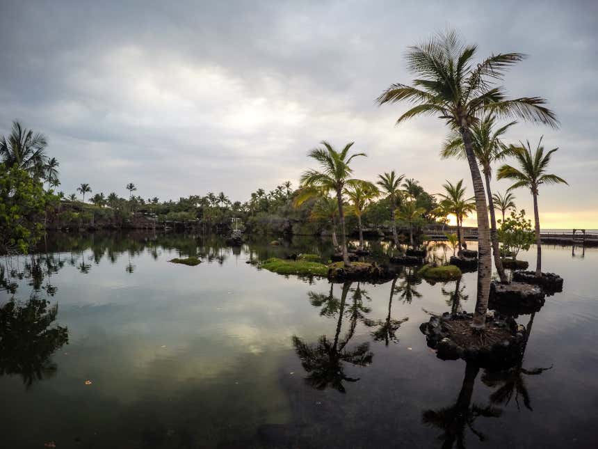 Il paesaggio umido e tropicale di Big Bog all'alba, costellato di palme 