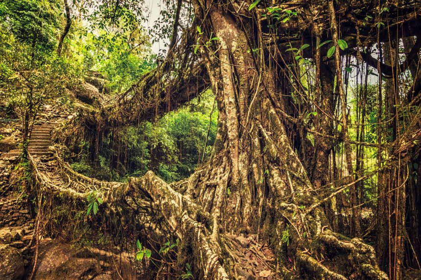 Un primo piano sui suggestivi ponti di radici di Cherrapunji